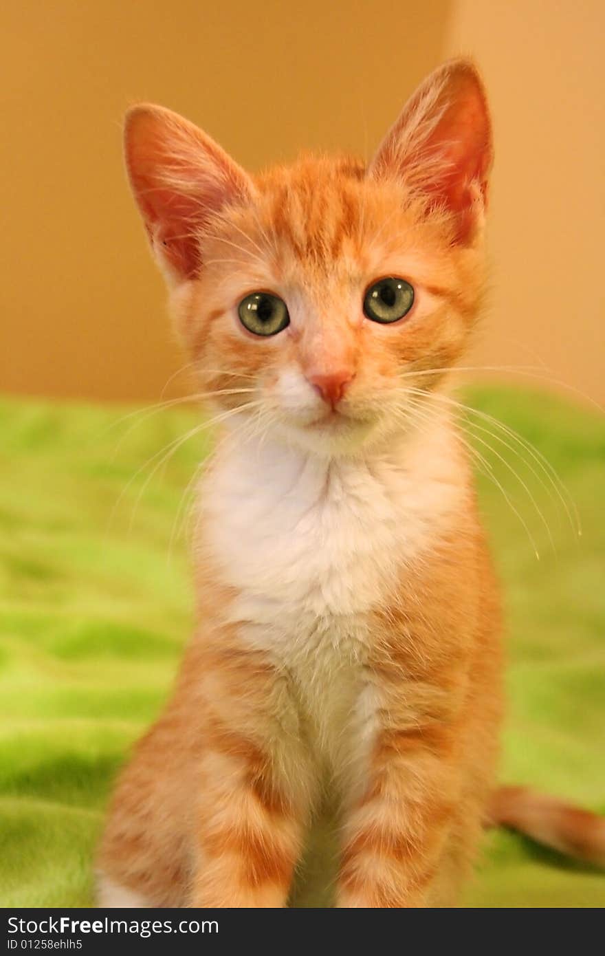 Portrait of little red kitten