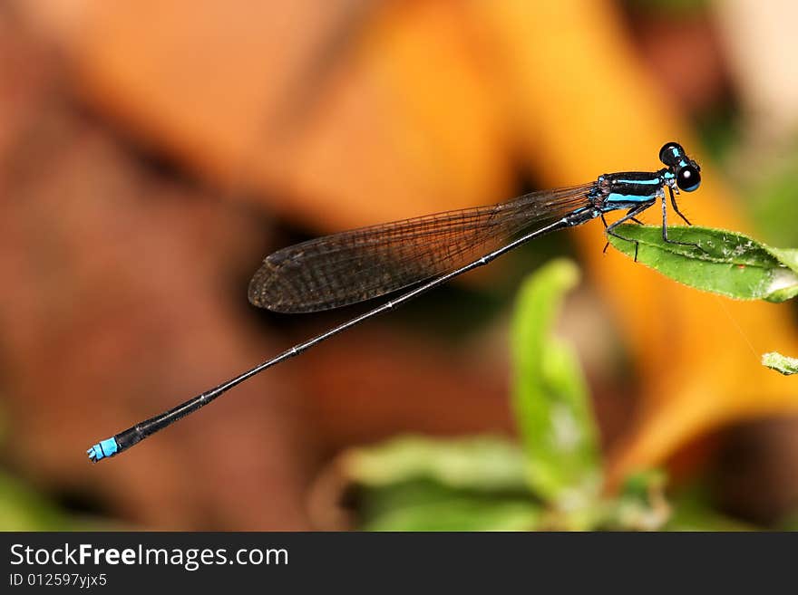 Close up of a blue ringtail (damselfly) on green leaf.