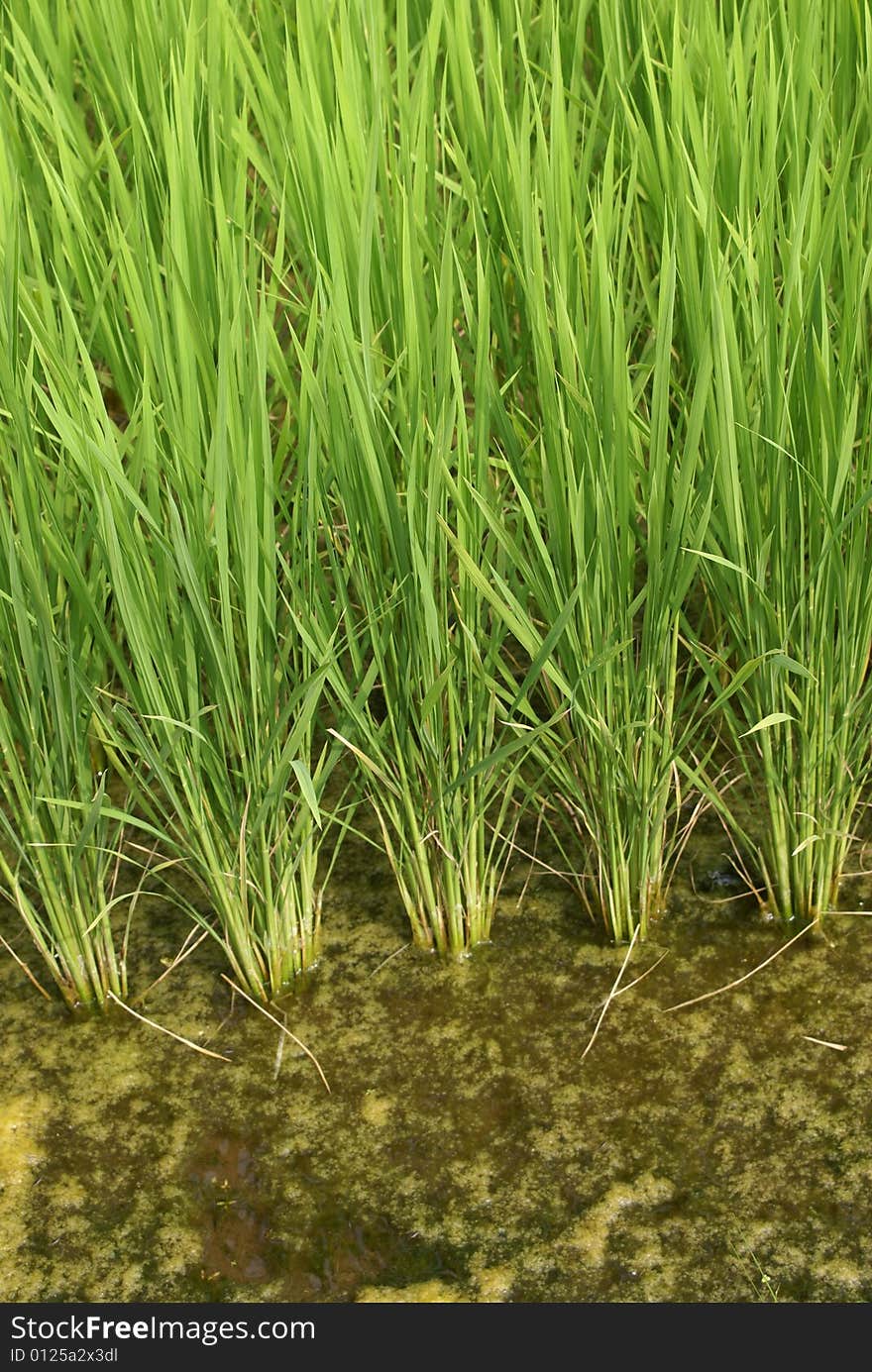 A dirty rice paddy on the outskirts of toyo. A dirty rice paddy on the outskirts of toyo