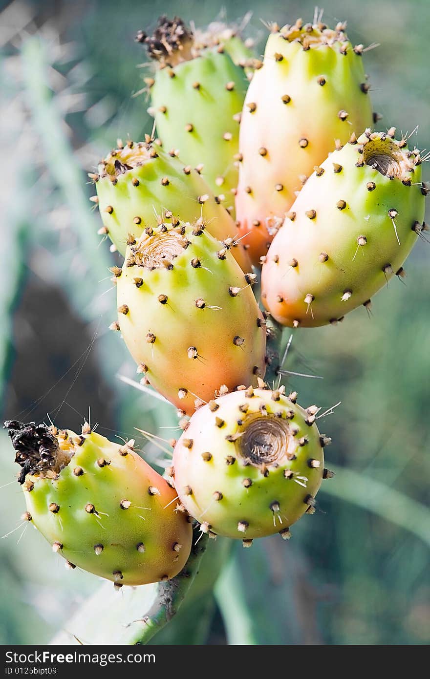 Closeup of prickly pears cactus