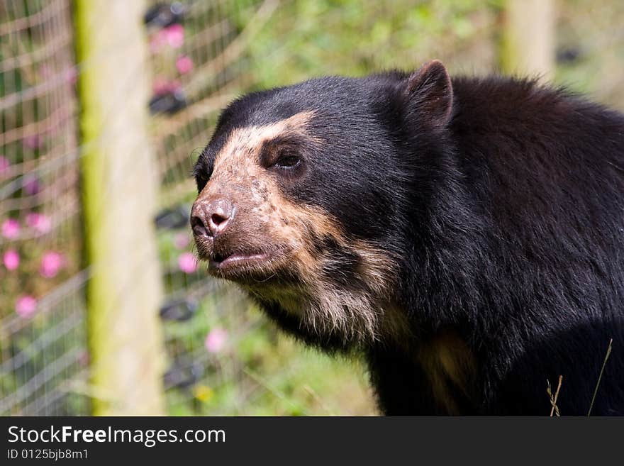 Taken at south lakes wild animal park. Taken at south lakes wild animal park