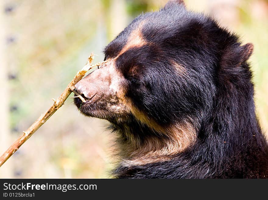 Taken at south lakes wild animal park. Taken at south lakes wild animal park