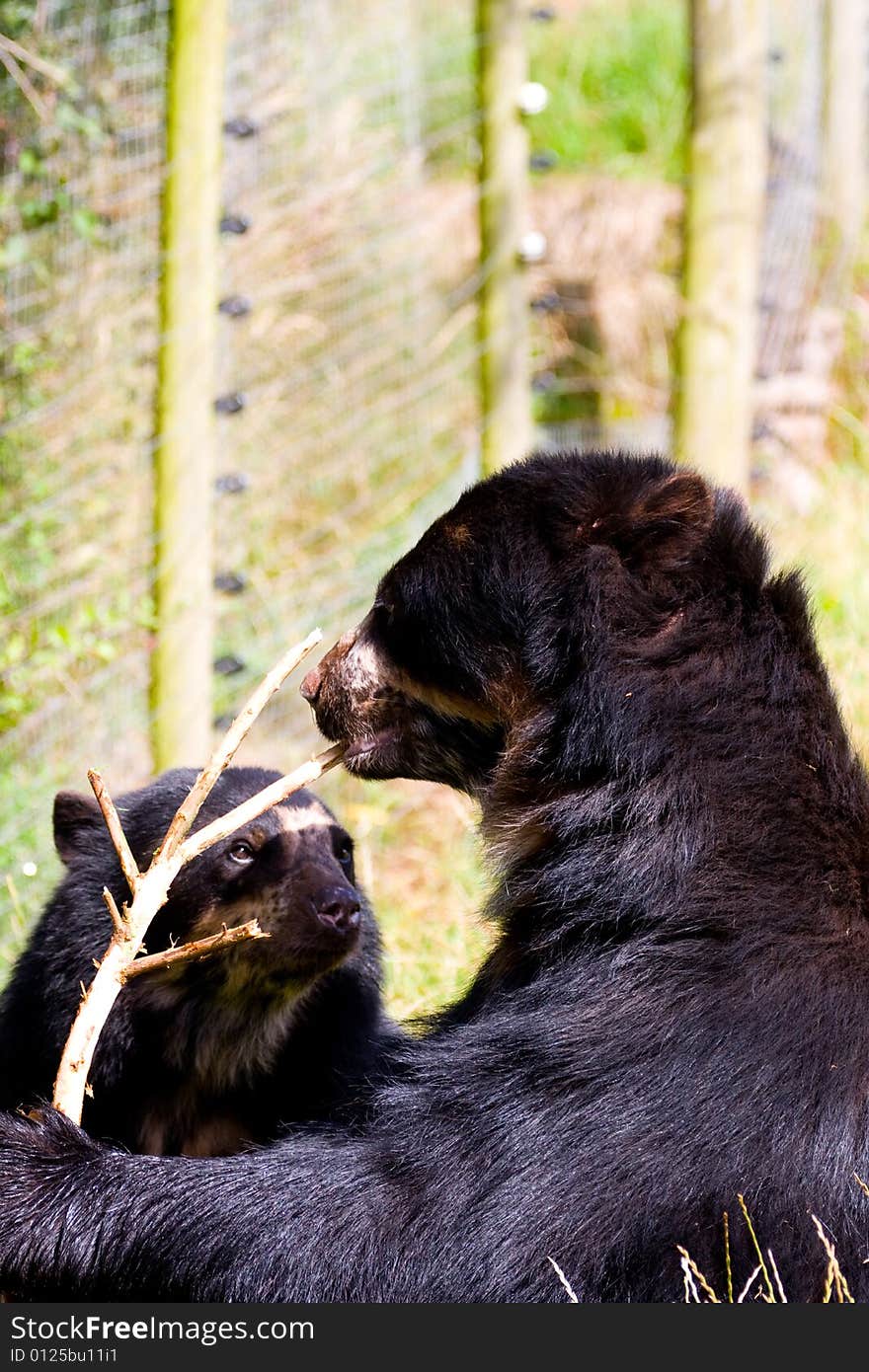 Taken at a wild animal park. Taken at a wild animal park