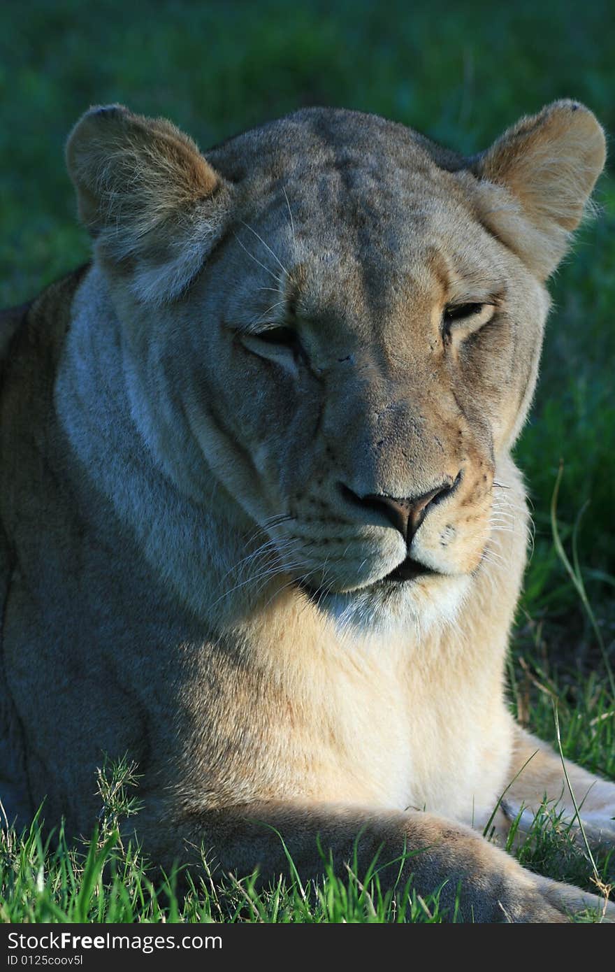 An african lioness sleeping peacefully on a game farm in South Africa. An african lioness sleeping peacefully on a game farm in South Africa