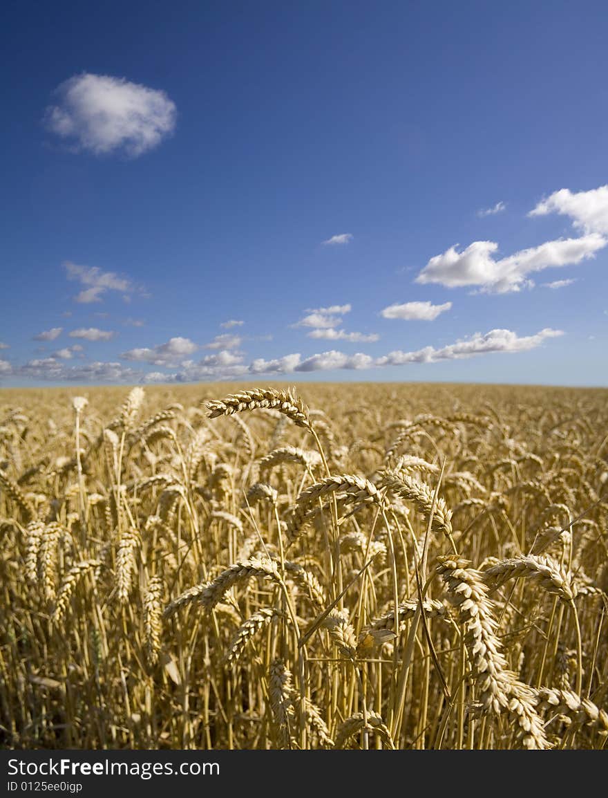 Summer Wheat field