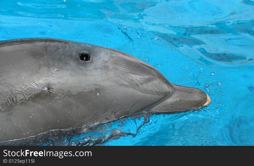 Close up of a dolphin swimming