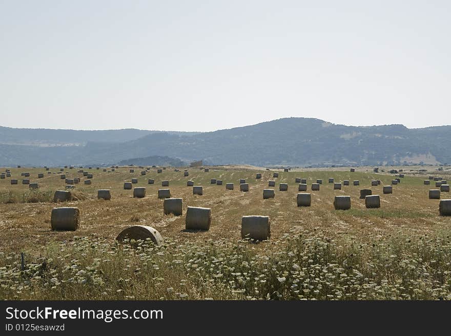 Baled hay on a farm