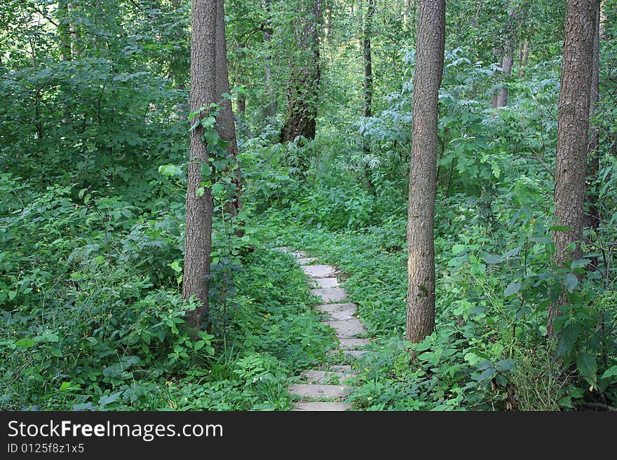 The wood path leading to a stream