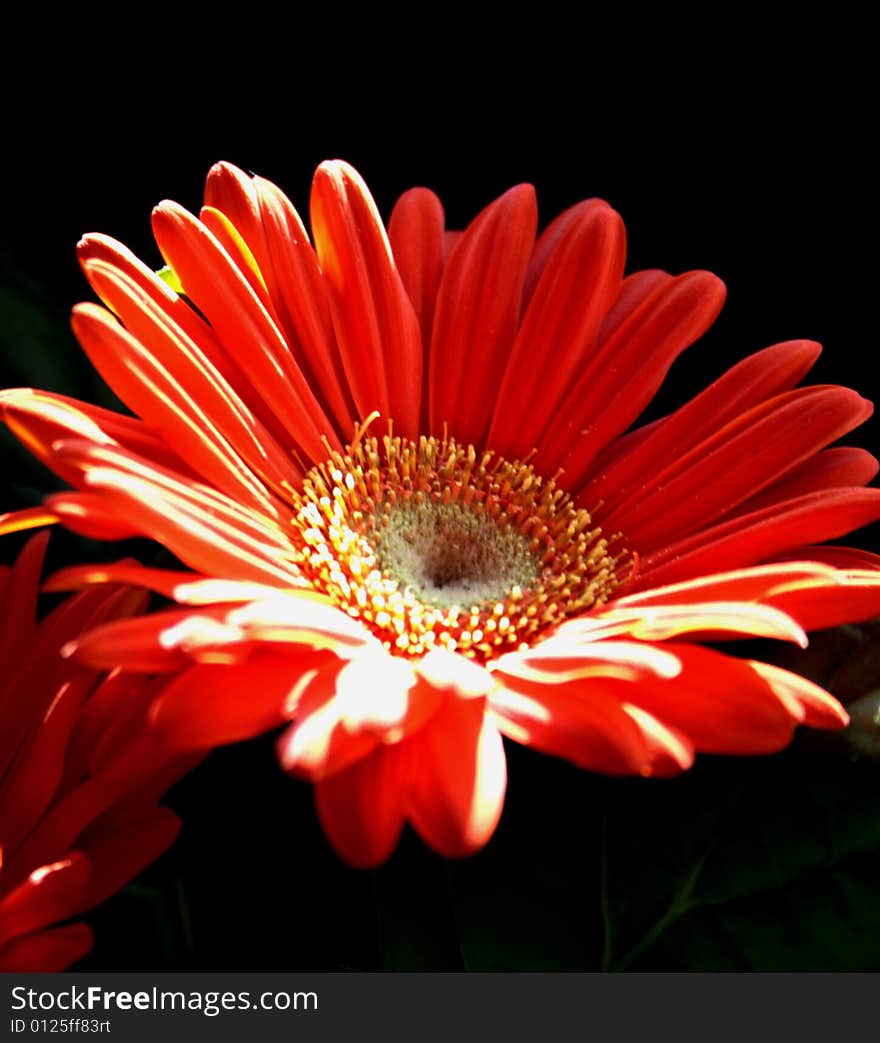 Red gerbera plant against a black background.