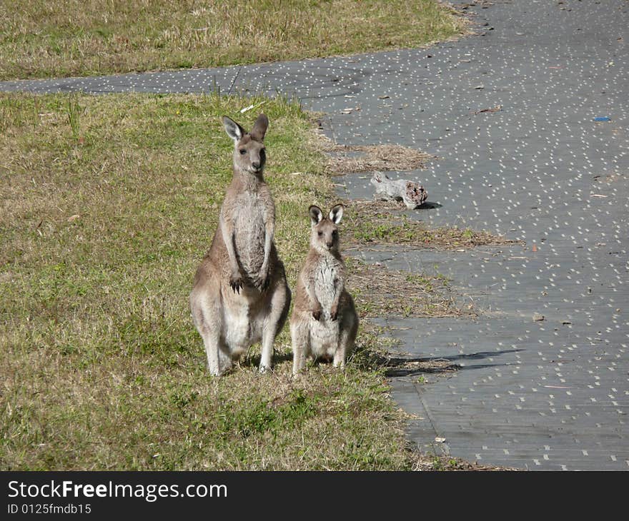 Kangaroos, Mother and Baby.