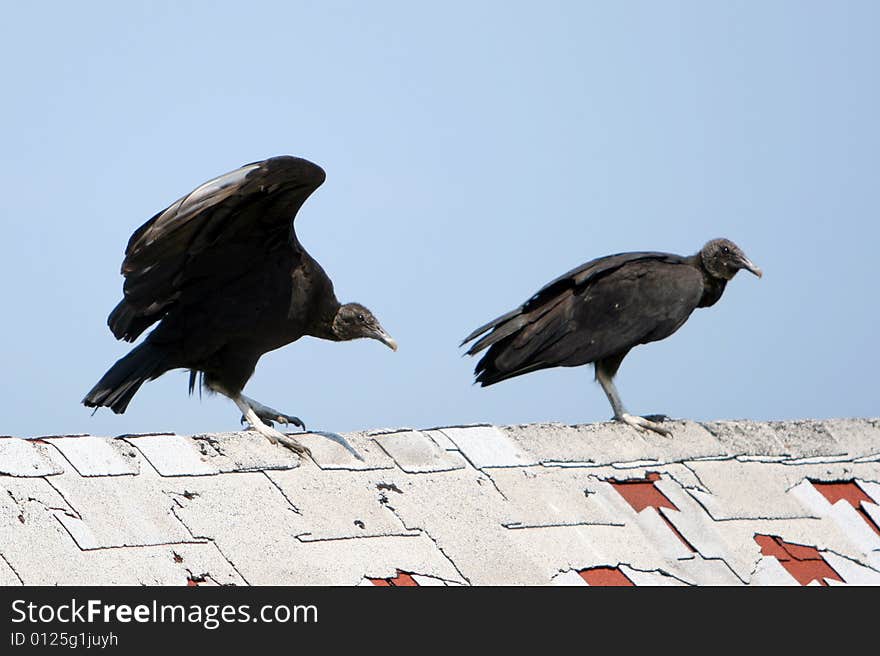 Turkey Vultures Perched on a Rooftop