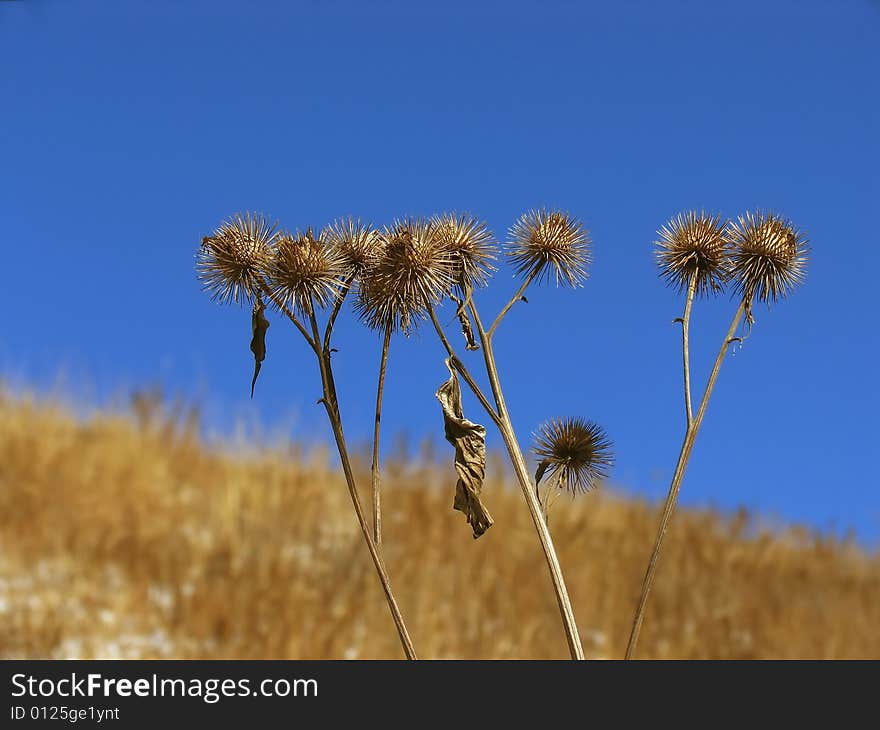 Dry Thistles