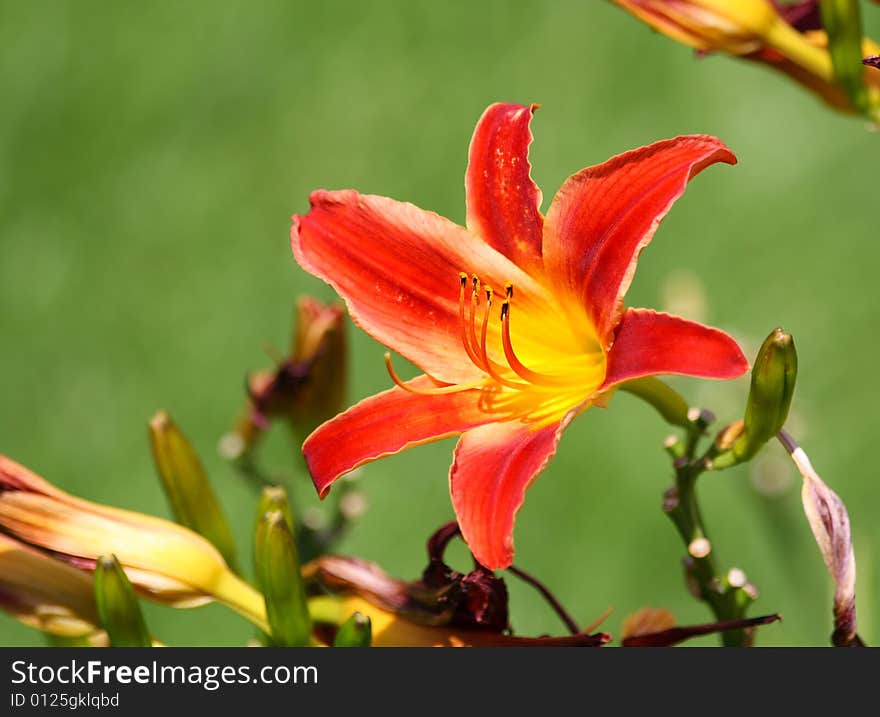 Close up of the red and yellow colored lily