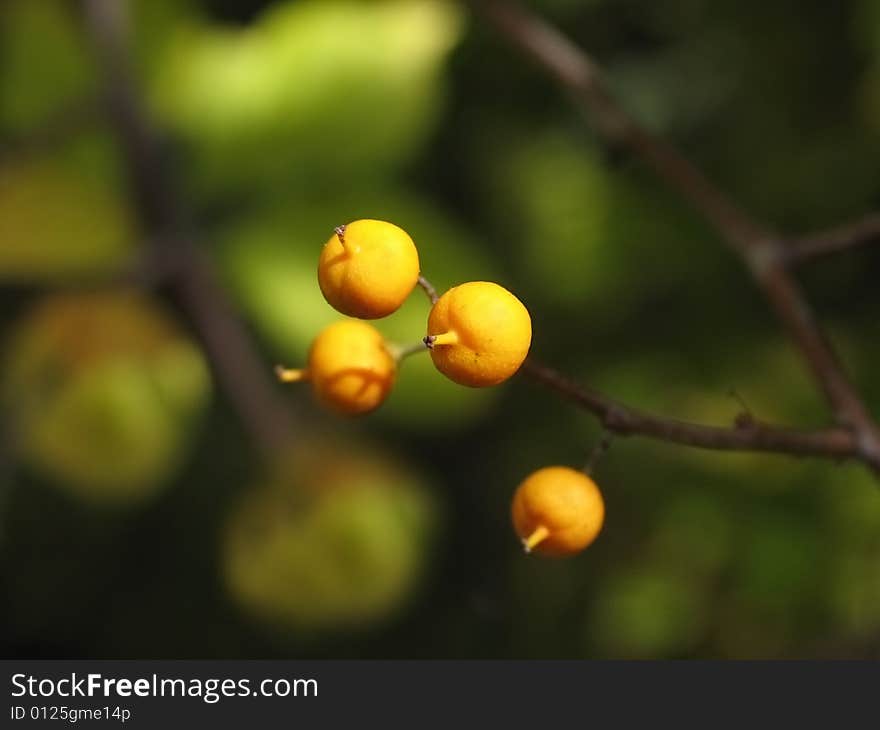 Yellow wild berries