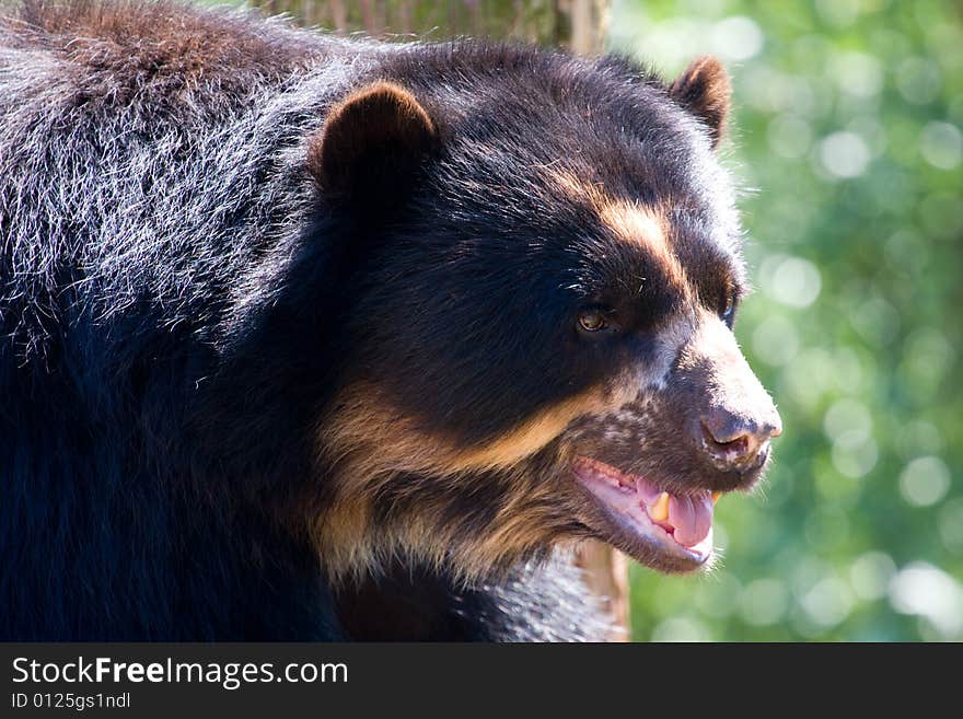 Taken at south lakes wild animal park. Taken at south lakes wild animal park