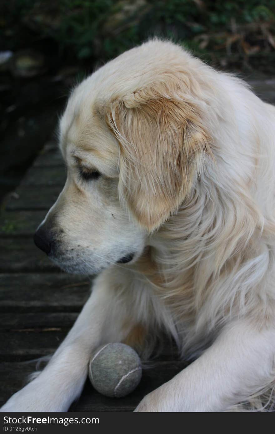 A Golden Retriever with ball. A Golden Retriever with ball