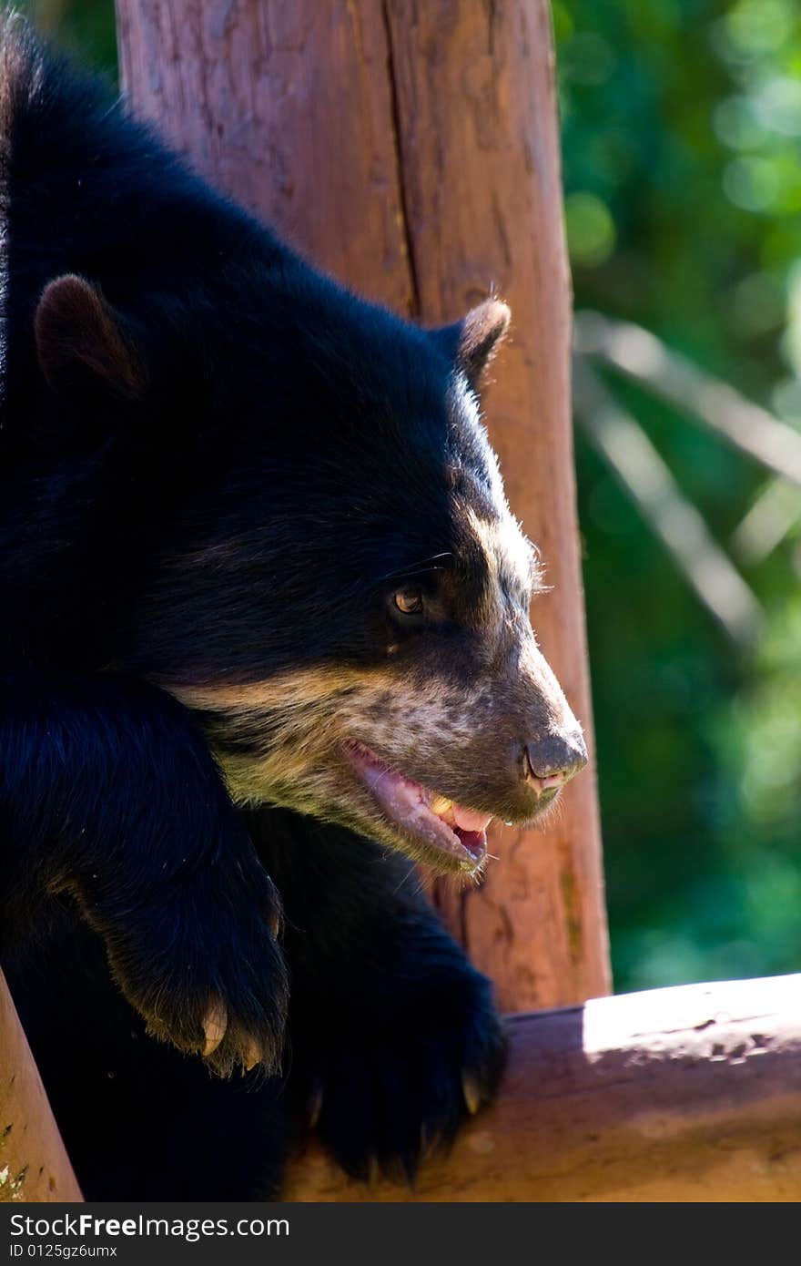 Taken at south lakes wild animal park. Taken at south lakes wild animal park