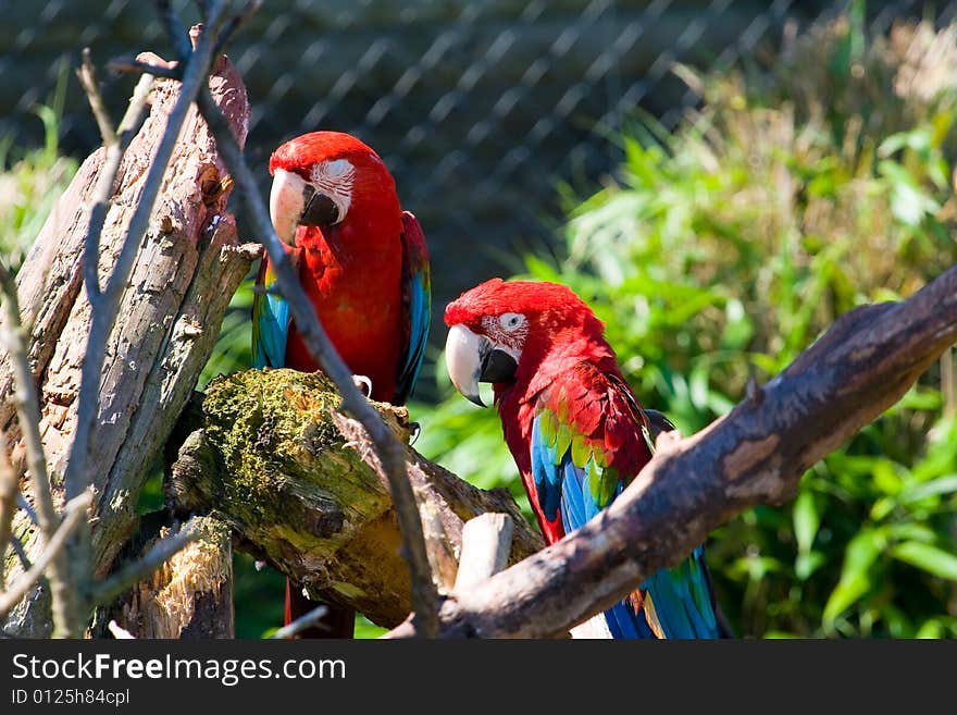 Amazon parrot