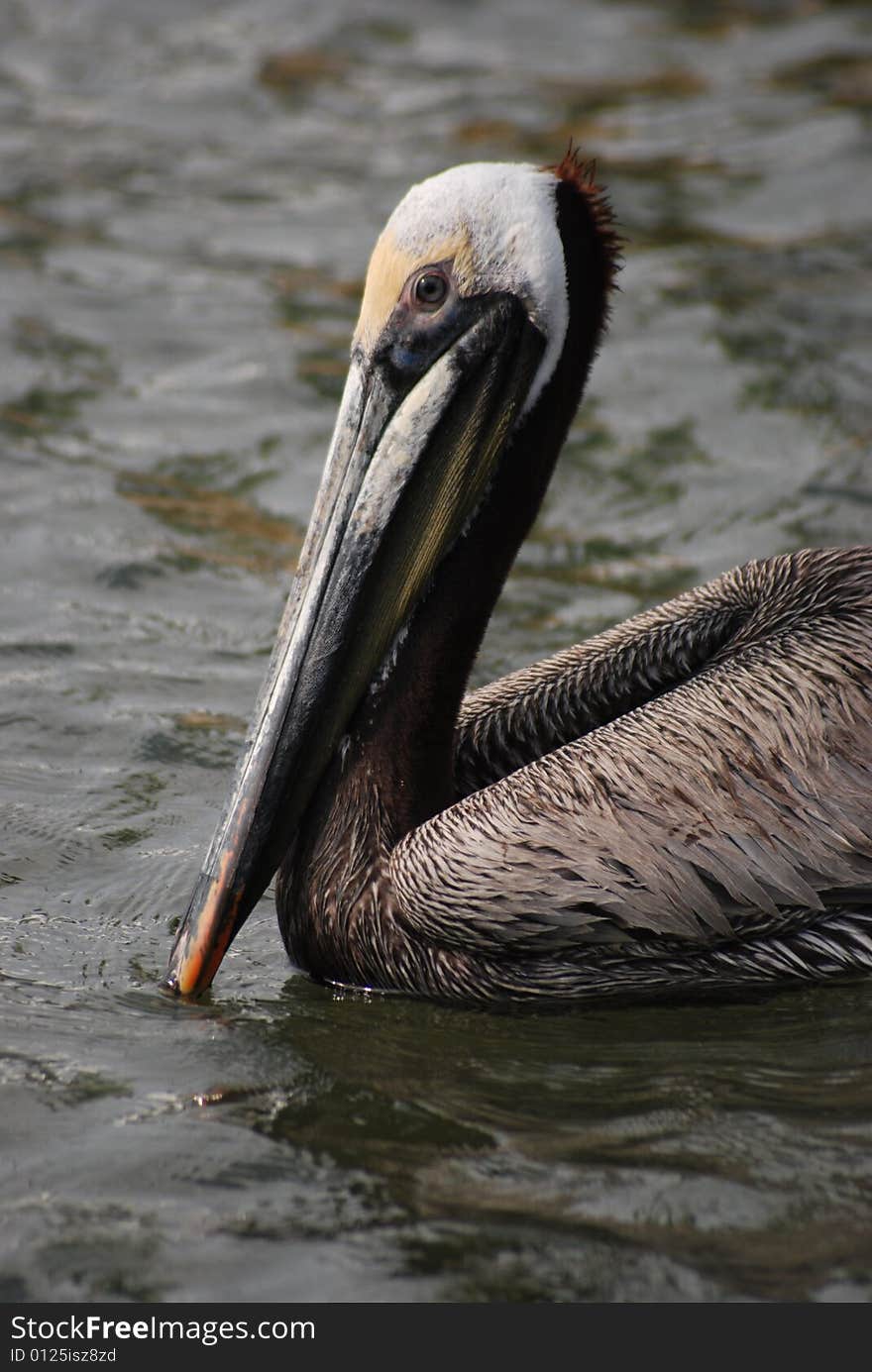 Pelican