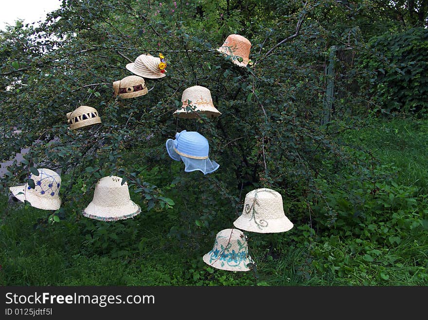 Hats on a bush