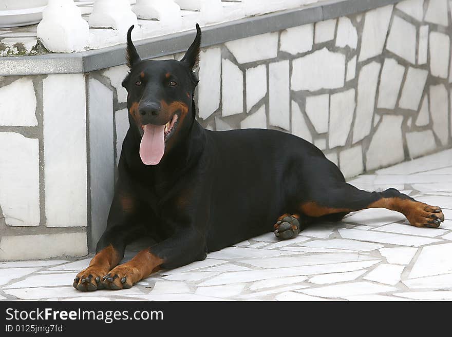 Doberman