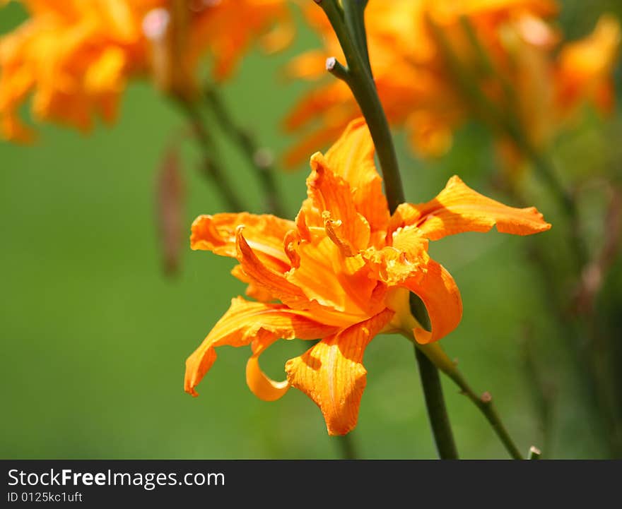 Close up of the red, orange and yellow colored lily. Close up of the red, orange and yellow colored lily