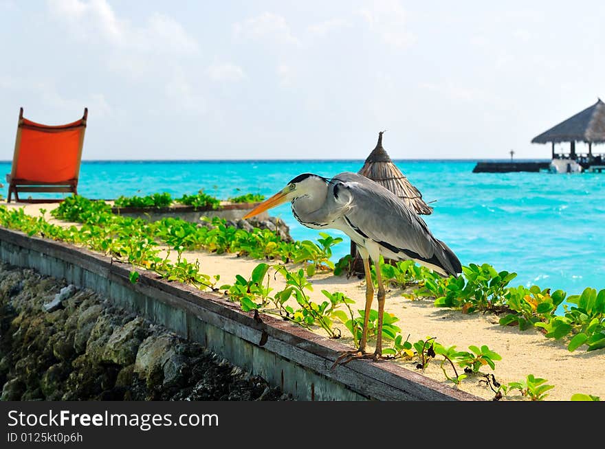 Maldives, Welcome to Paradise!