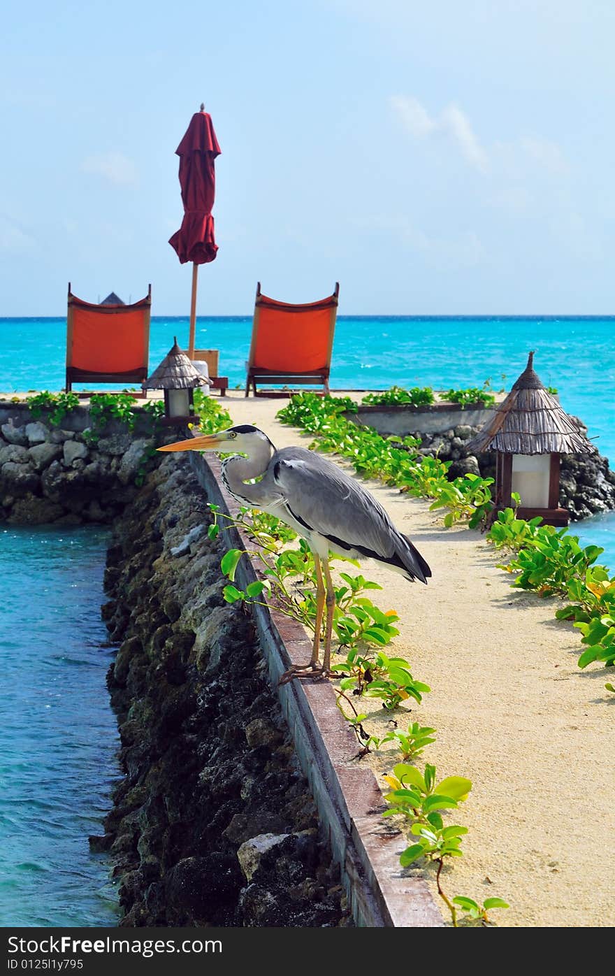 Island of Paradise. White sand beaches with coco-tree and crystal blue water. Maldives. Luxury holidays. Island of Paradise. White sand beaches with coco-tree and crystal blue water. Maldives. Luxury holidays.