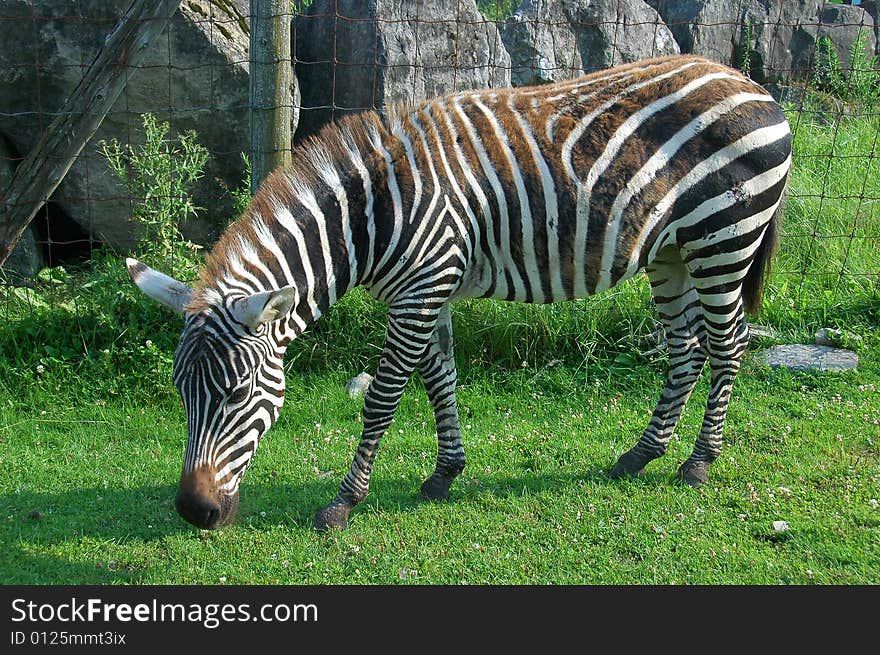 Zebra grazing