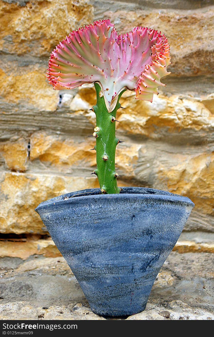 Blossoming cactus in a pot