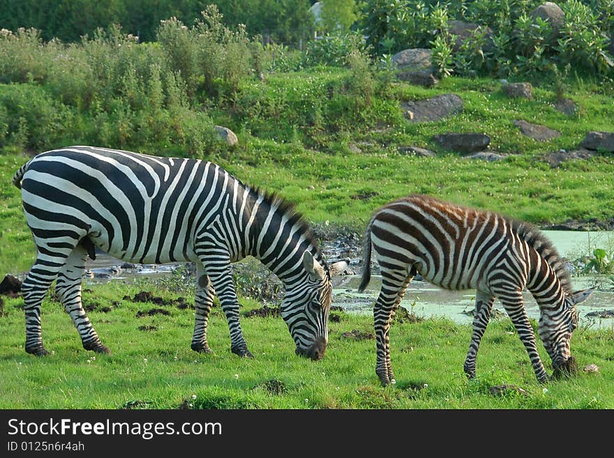 Zebras