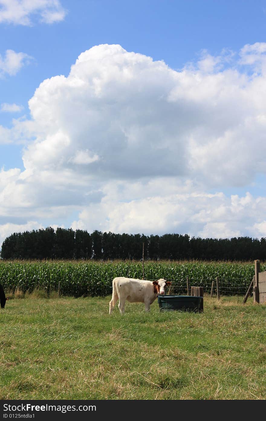 Cow drinking in the meadow