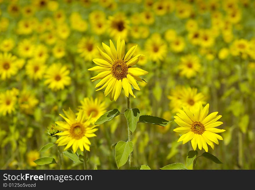 Sunflower