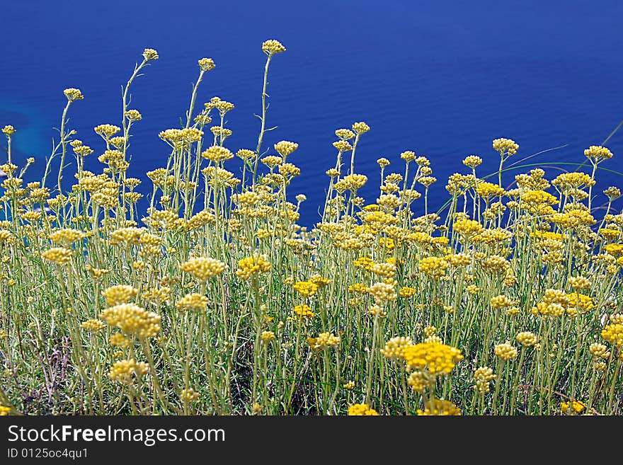 View the sea through field flowers