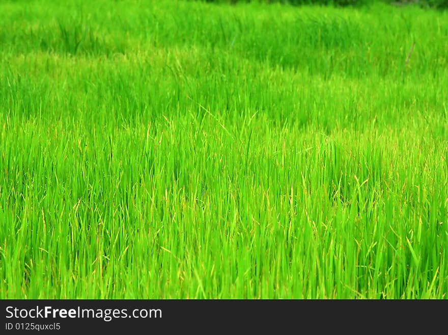 Green Young rice on field