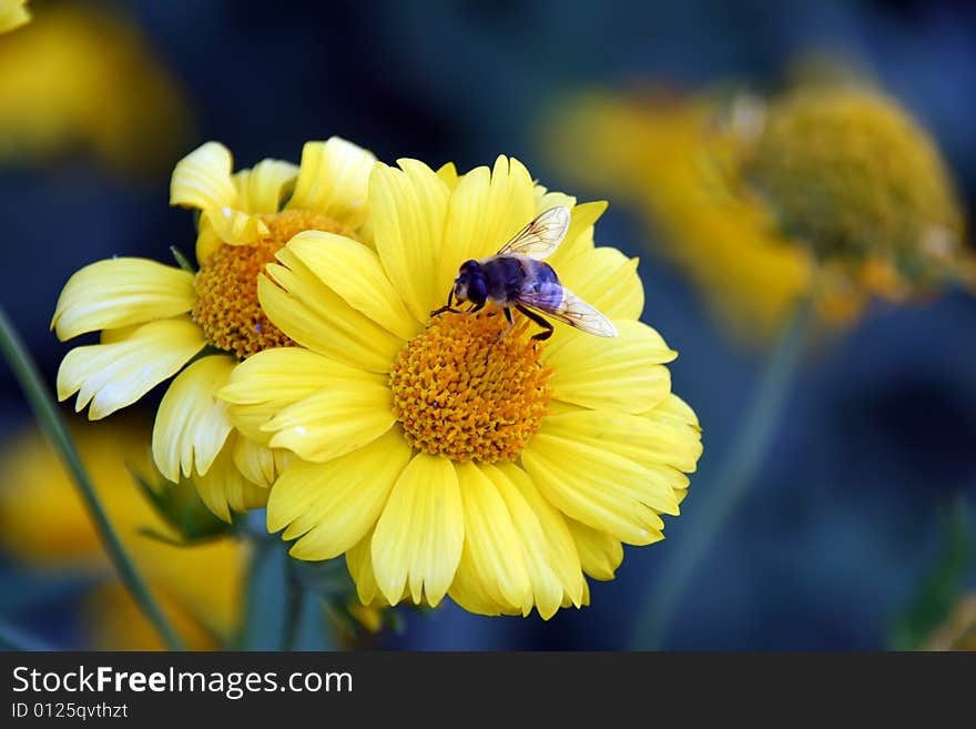 Bee gathering nectar and pollen from the yellow flower. Bee gathering nectar and pollen from the yellow flower