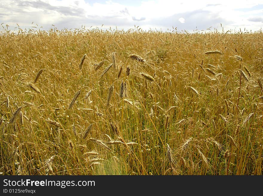 Yellow field of rye