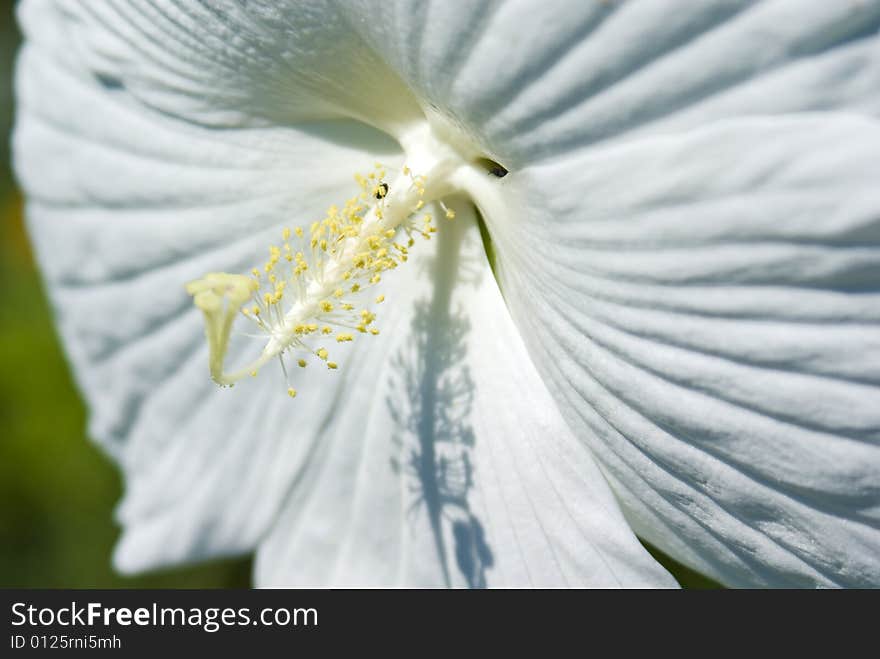 Hibiscus(White)