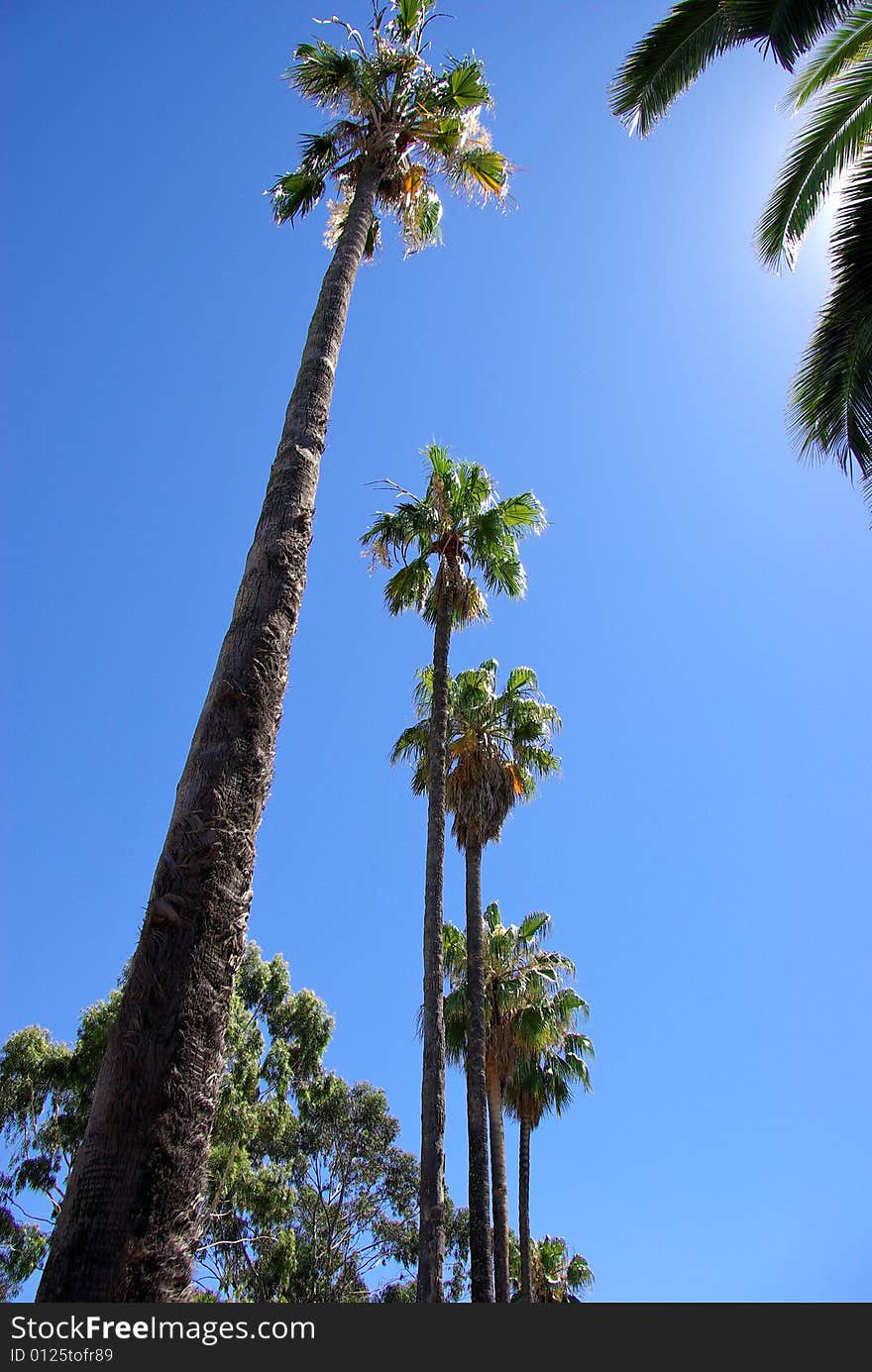 A “worm’s eye view” of tropical palms in Adelaide Australia. A “worm’s eye view” of tropical palms in Adelaide Australia.