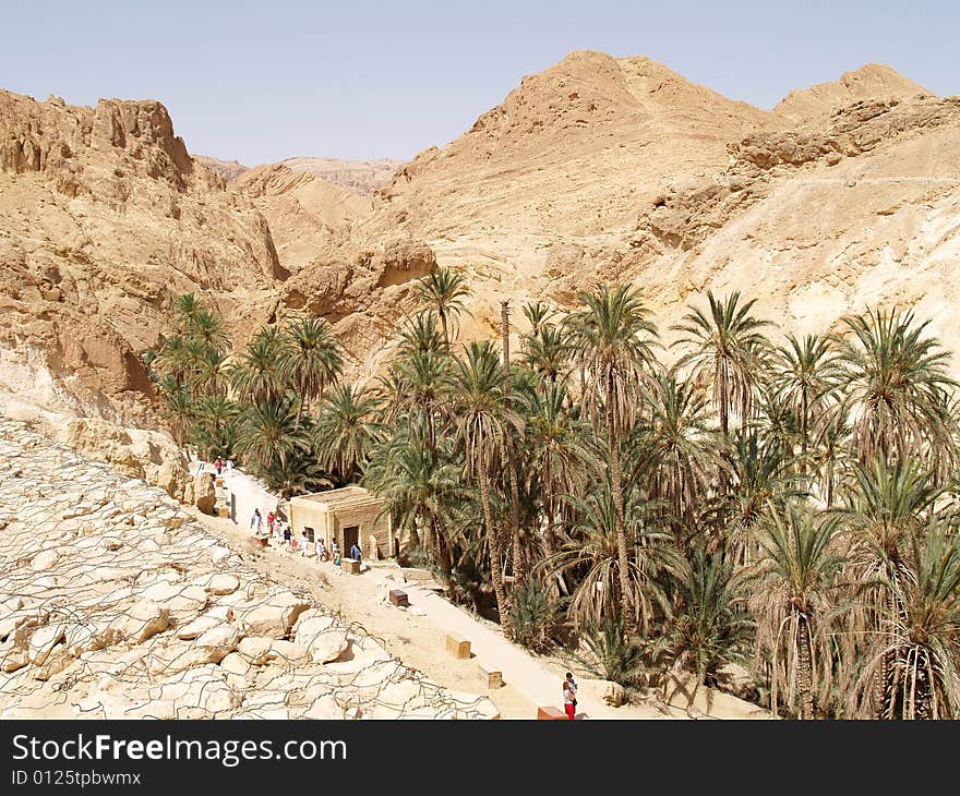 Palm tree oasis Africa,Tunisia