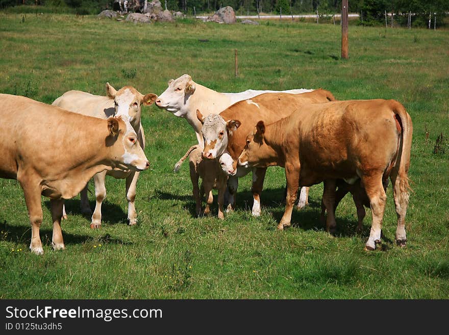 Cows