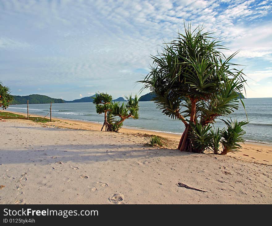 Evening scenery of Bushy Trees at Langkawi Island Beach. Evening scenery of Bushy Trees at Langkawi Island Beach