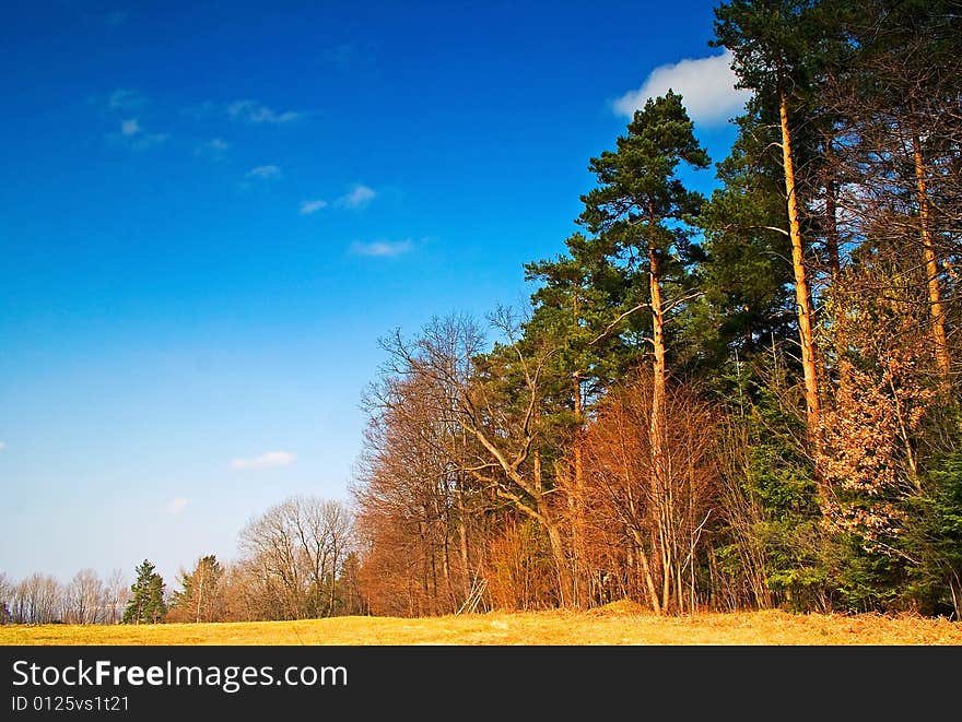 Painted forest