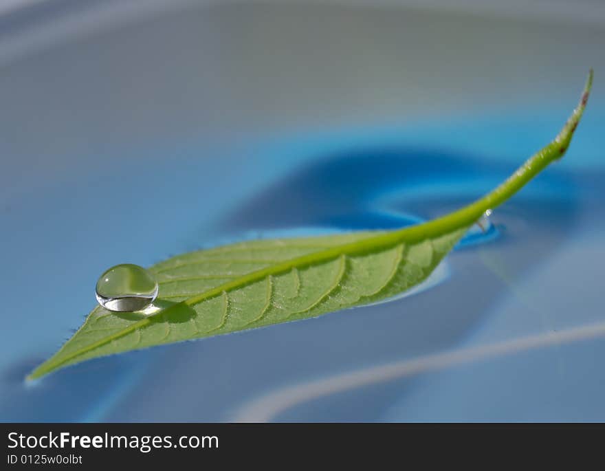 Water Drop On Green Leaf