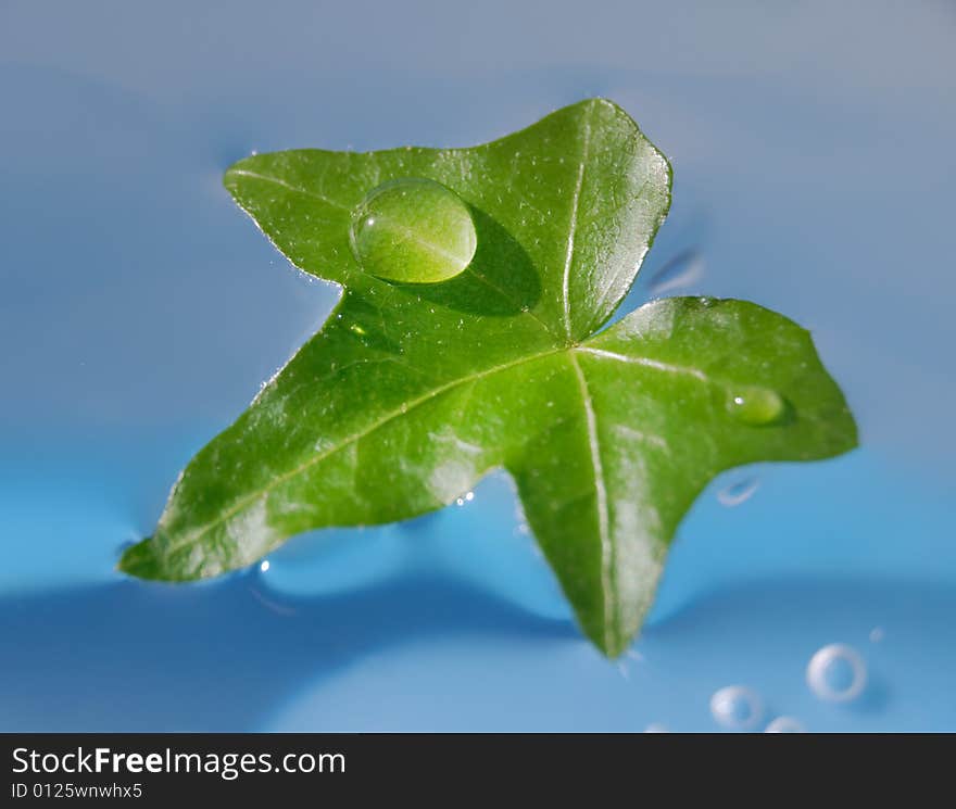 Water drop on green leaf