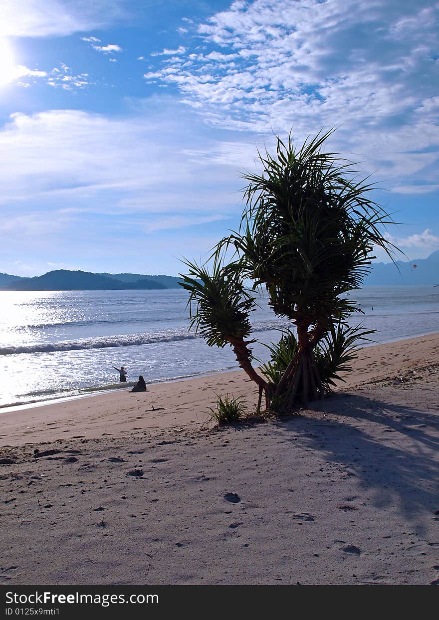 Evening scenery of Bushy Trees at Langkawi Island Beach. Evening scenery of Bushy Trees at Langkawi Island Beach