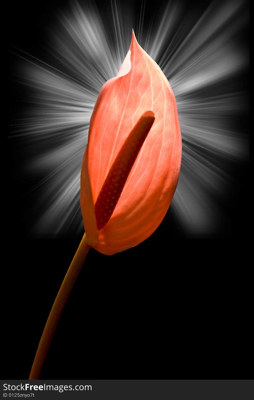 Flamingo lily captured against black background with lighting effect. Flamingo lily captured against black background with lighting effect.