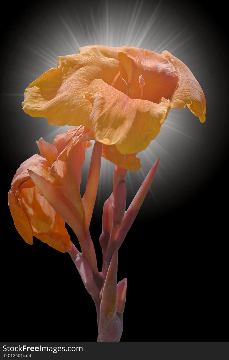 Hibiscus flower captured against a black background with lighting effect. Hibiscus flower captured against a black background with lighting effect.