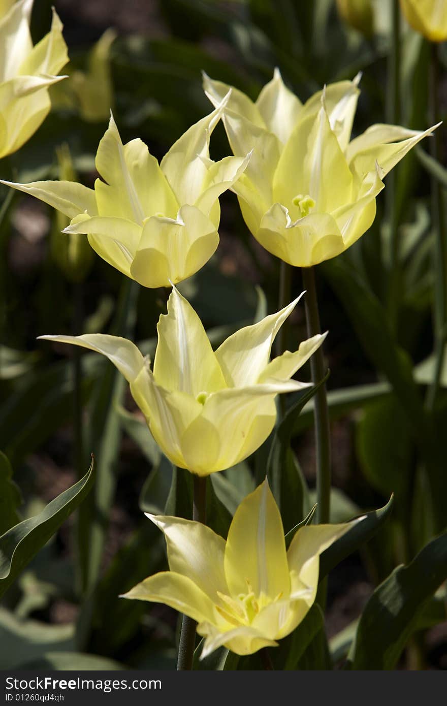 Photograph of the beautiful flowers