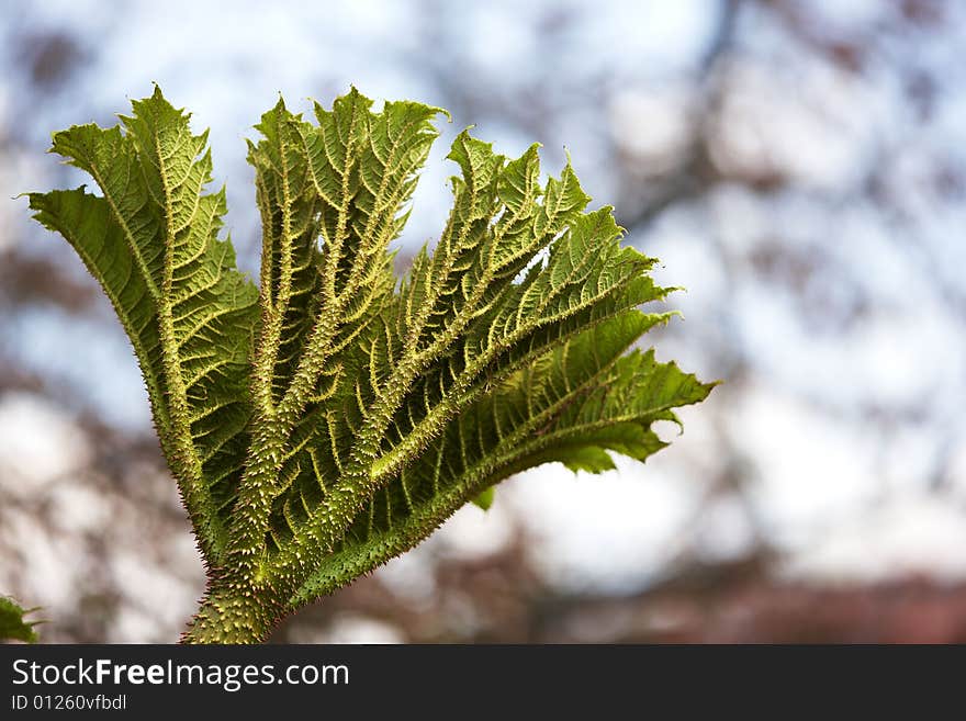 Photograph of the unusual leaves of the plant